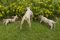 Image shown: Well festival dogs